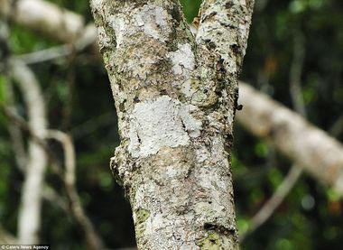 Mossy Leaf Tailed Gecko